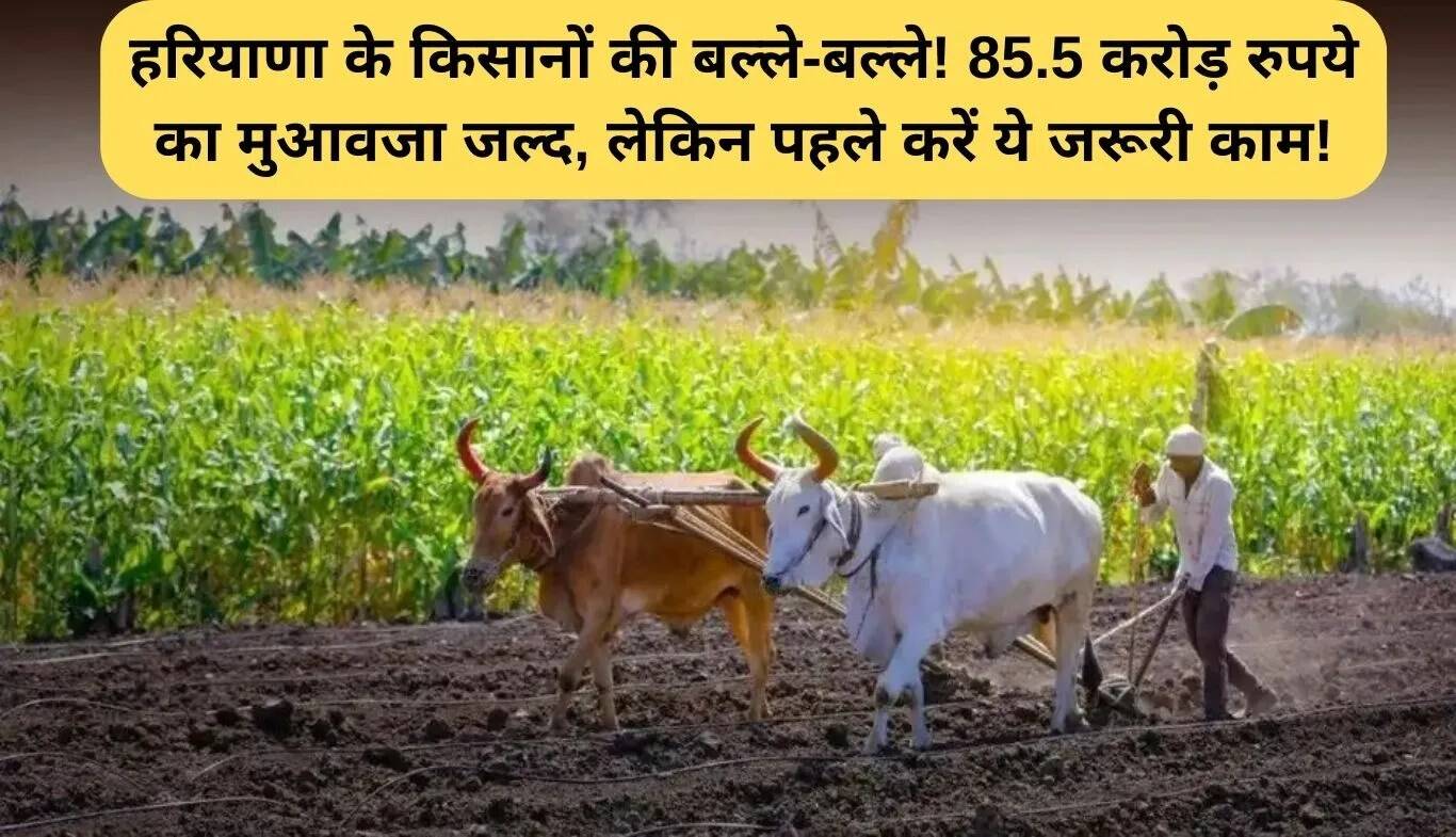हरियाणा के किसानों के लिए राहत: 85.5 करोड़ रुपये का मुआवजा जल्द ही