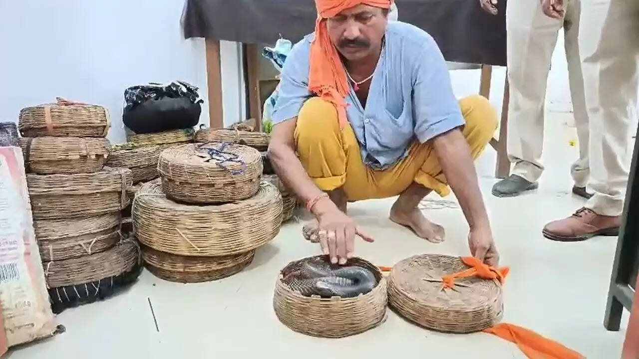 जबलपुर में नाग पंचमी पर सांपों की बचत: वन विभाग की मानवता की मिसाल