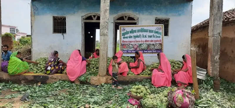 मप्र में सिवनी का सीताफल बना महिलाओं की तरक्की का माध्यम, रबड़ी और पल्प की देशभर में बढ़ी मांग