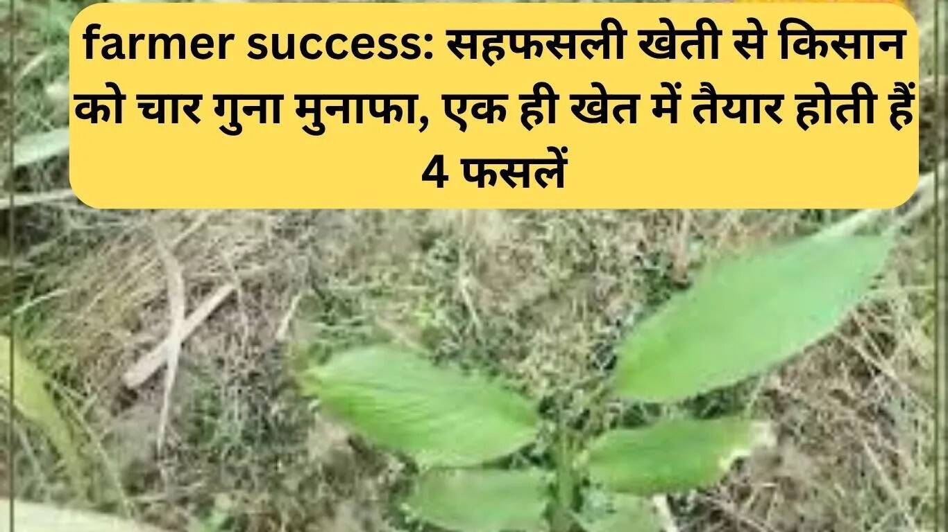 किसानों की सफलता: सहफसली खेती से चार गुना मुनाफा