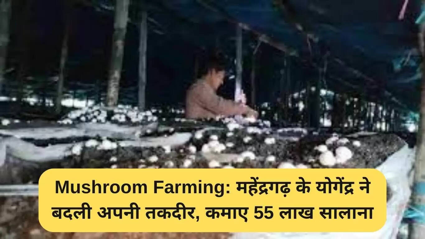योगेंद्र यादव की मशरूम खेती: 55 लाख रुपये की सालाना कमाई का सफर