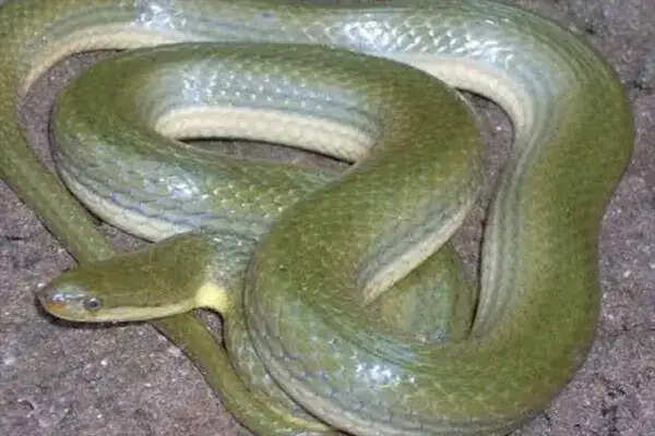 भारत में पहली बार खोजे गए दो दुर्लभ सांप, वैज्ञानिकों को मिली नई जानकारी