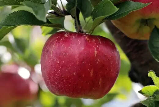 सेब के स्वास्थ्य लाभ: जानें कैसे सेब आपके लिए फायदेमंद है