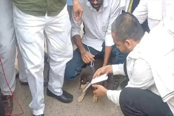कांग्रेस कार्यकर्ताओं का अनोखा प्रदर्शन: आवारा कुत्ते को सौंपा ज्ञापन