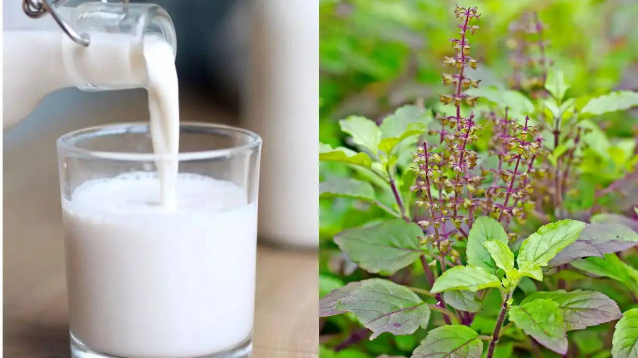 स्मोकिंग और शराब छोड़ने में मददगार: तुलसी और दूध का अद्भुत ड्रिंक