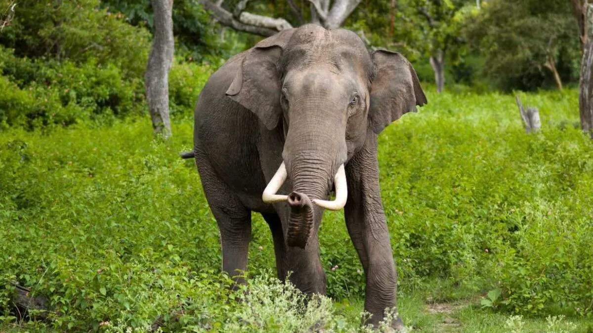 कलेसर राष्ट्रीय उद्यान में फायर लाइनों का नया उपयोग: वन्य जीवों के लिए चारे की बुवाई