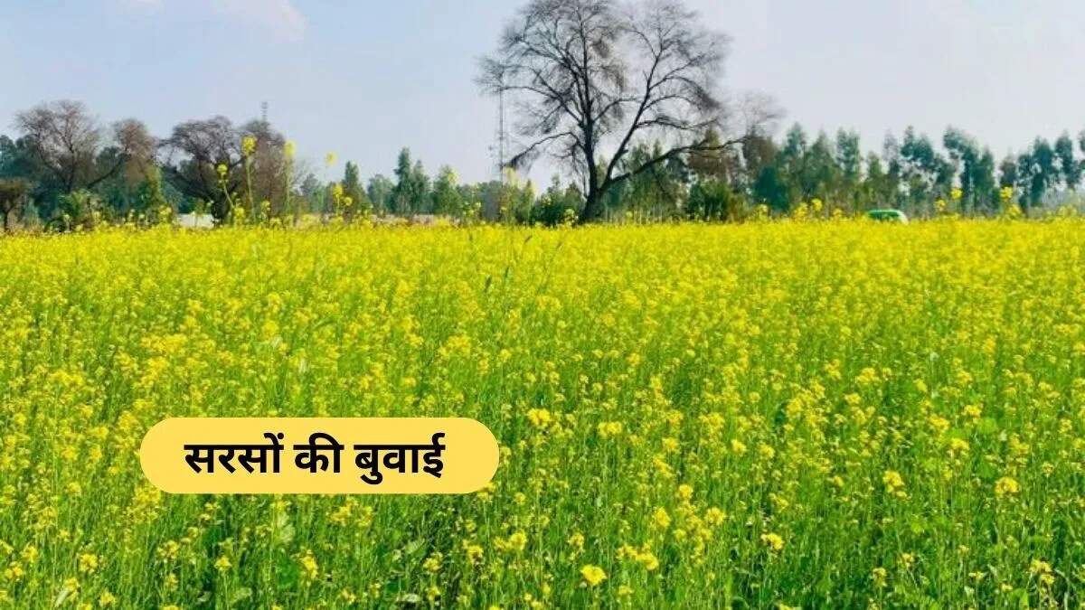 सरसों की फसल के लिए सिंचाई के महत्वपूर्ण सुझाव