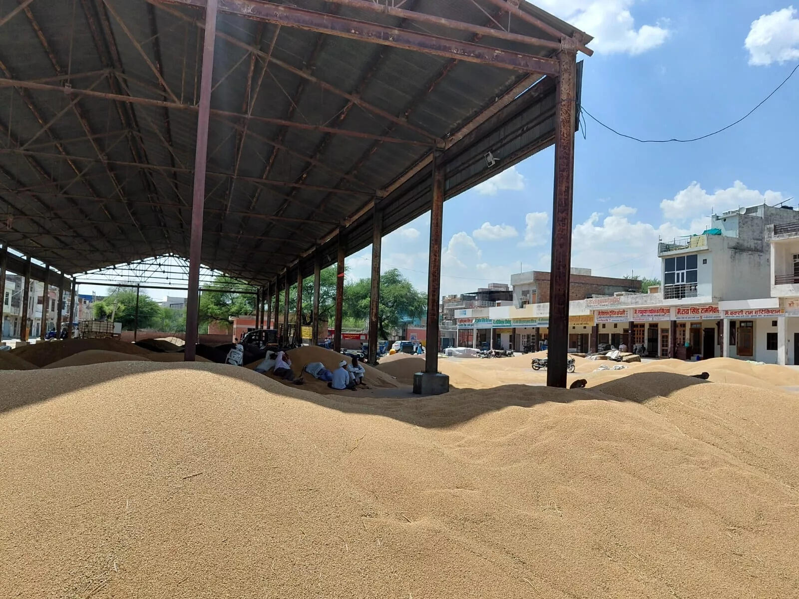 गेहूं की आवक में तेजी, मंडियों में 87,000 क्विंटल से अधिक पहुंचा