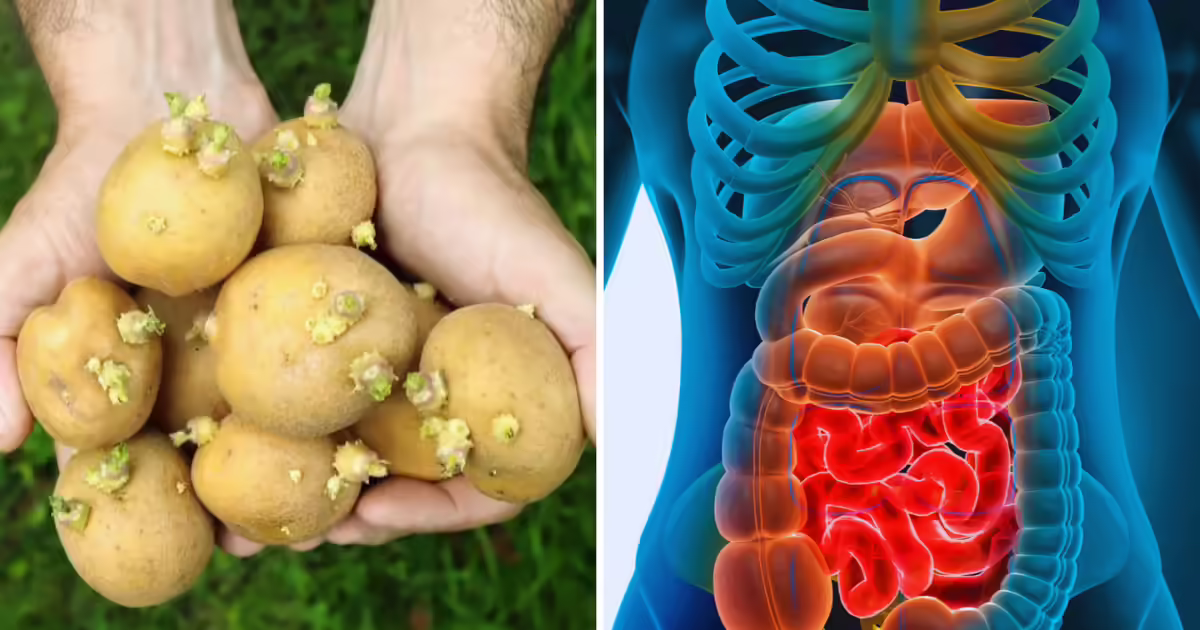 आलू के अंकुरित रूप से बचें: स्वास्थ्य पर पड़ने वाले प्रभाव