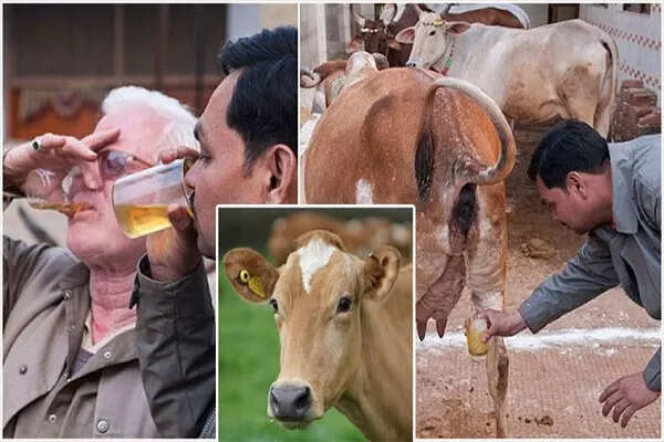 उत्तर प्रदेश में गोमूत्र आधारित आयुर्वेदिक उत्पादों की नई पहल