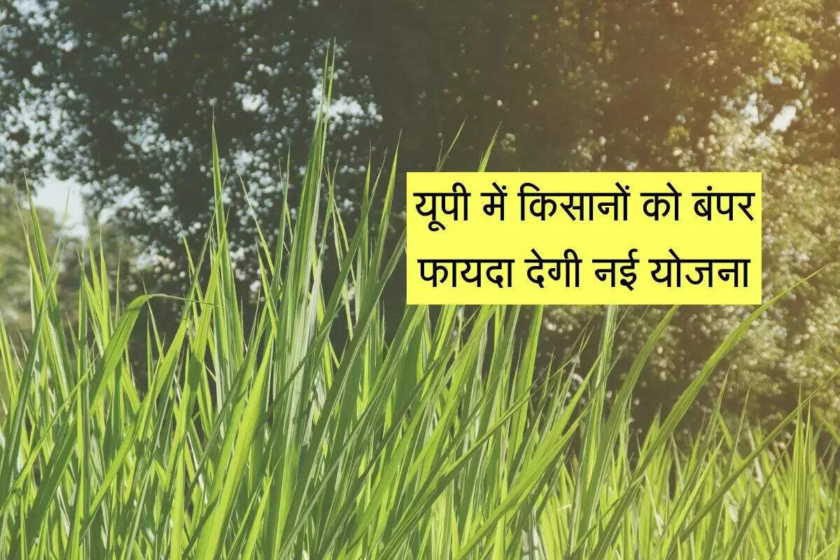 उत्तर प्रदेश में हाइब्रिड नेपियर घास योजना: किसानों के लिए नई उम्मीद