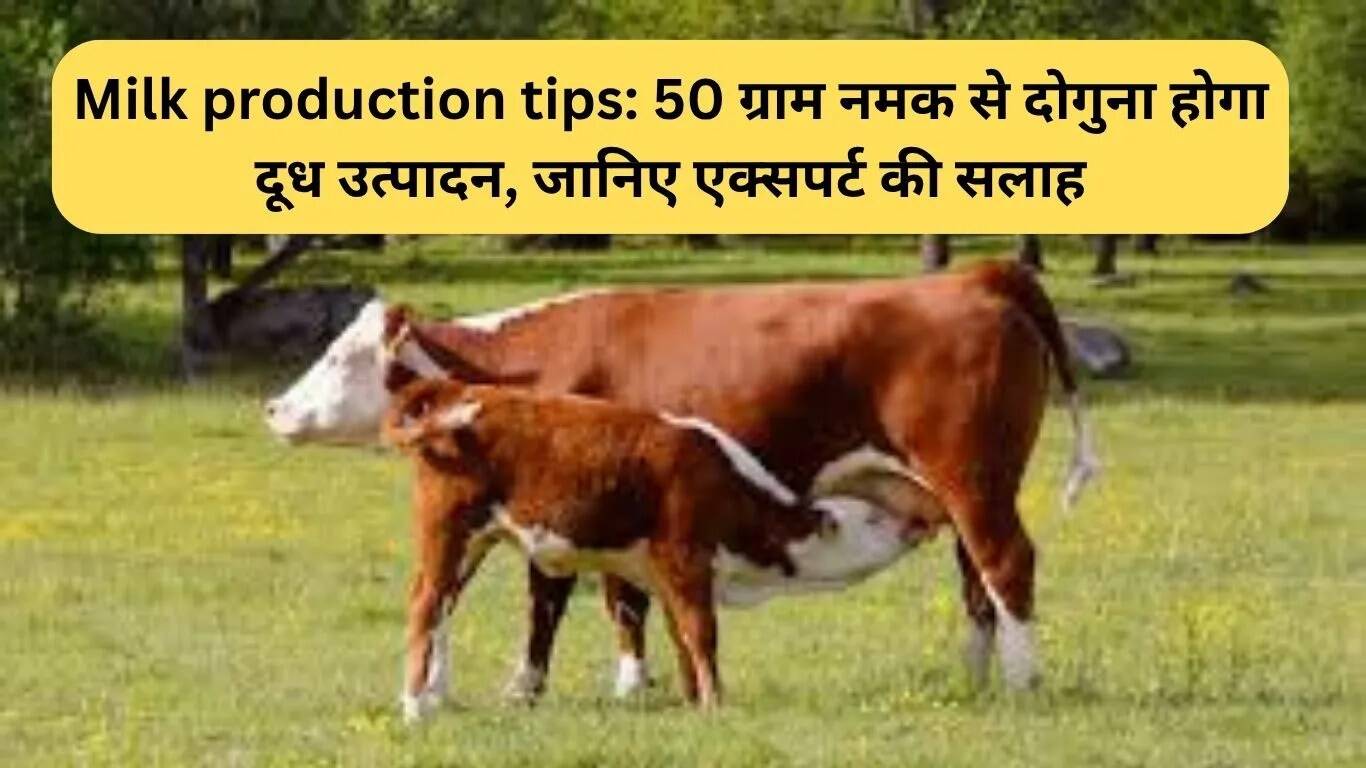 दूध उत्पादन बढ़ाने के लिए नमक का उपयोग: विशेषज्ञ की सलाह