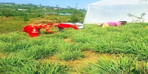 हर्बल चाय बन रही महिला सशक्तिकरण की पहचान, तीन साै से अधिक महिलाओं को मिला स्वरोजगार