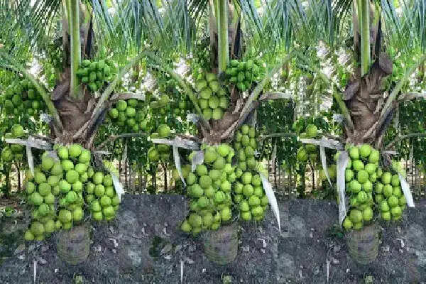 कोयंबटूर में नारियल किसानों के लिए बढ़ती लागत की चुनौती