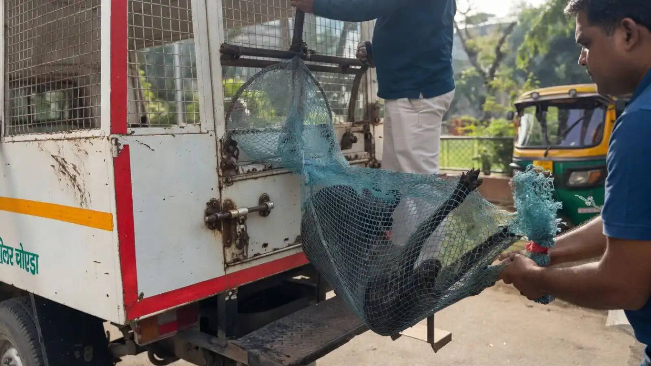 ग्रेटर नोएडा में सामुदायिक कुत्तों को पकड़ने का विवादास्पद वीडियो वायरल