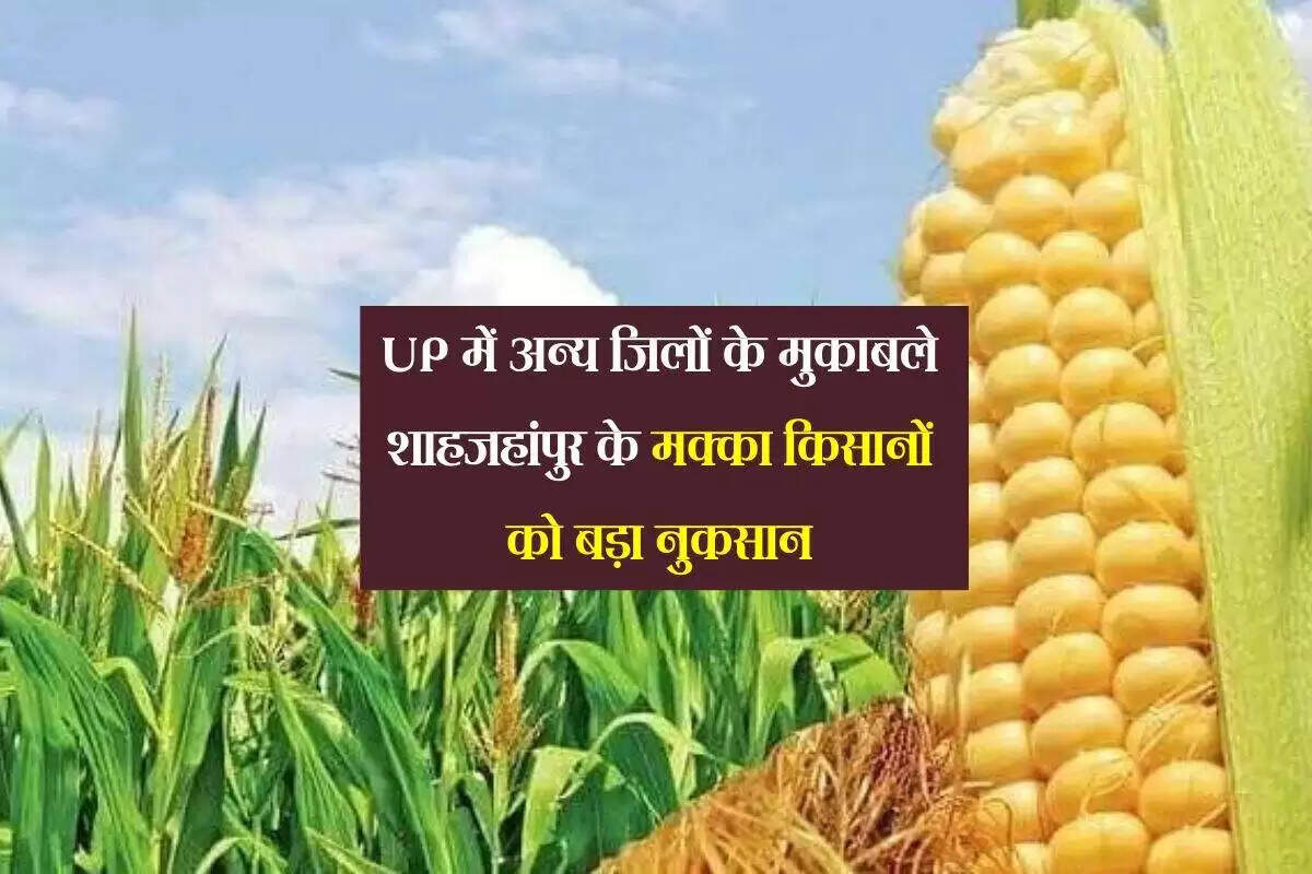 शाहजहांपुर में मक्का की खरीद में किसानों को निराशा