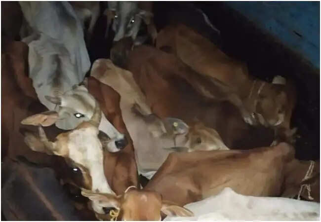 झारखंड में पशु तस्करी का बड़ा मामला: सरकारी टैग वाले गायों की बरामदगी