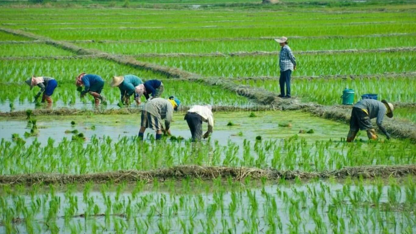 धान में बौनापन रोग: हरियाणा के किसानों के लिए नई चुनौतियाँ