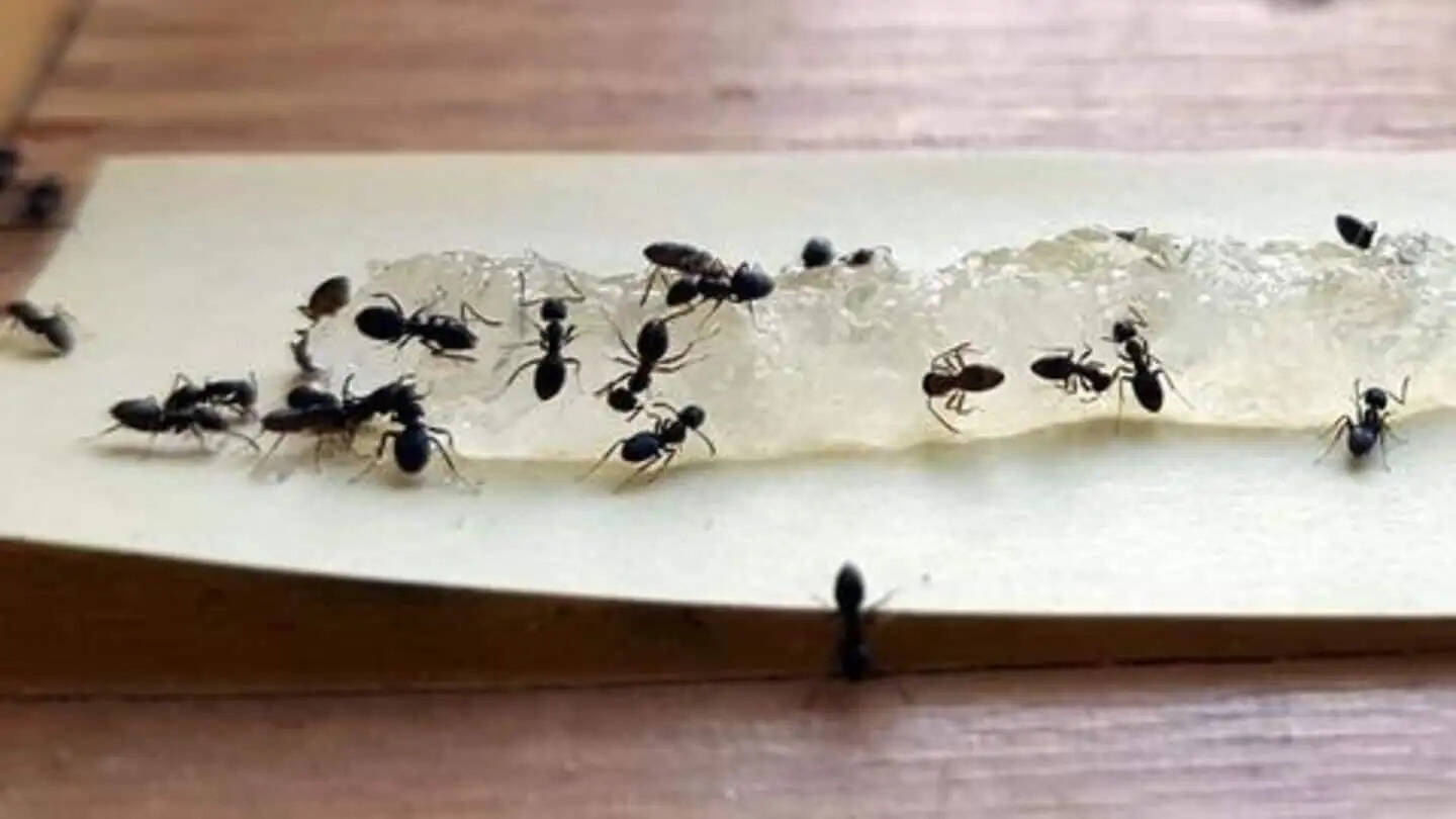 मानसून में चींटियों से छुटकारा पाने के घरेलू उपाय
