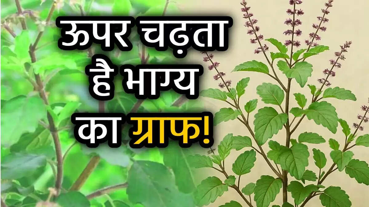तुलसी के संकेत: जानें कैसे मिलती है धन और समृद्धि की सूचना