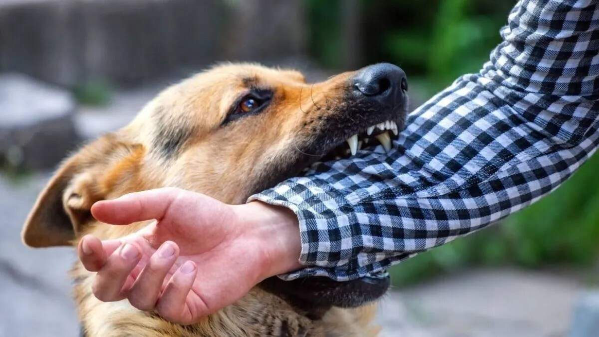 अंबाला में कुत्तों के काटने की घटनाओं में वृद्धि