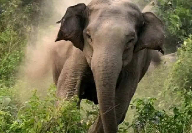 बिहार में हाथी के हमले से युवक की मौत, ग्रामीणों में दहशत