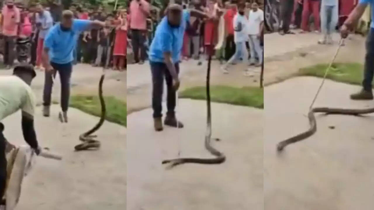 ऋषिकेश में 15 फीट लंबे किंग कोबरा का आतंक