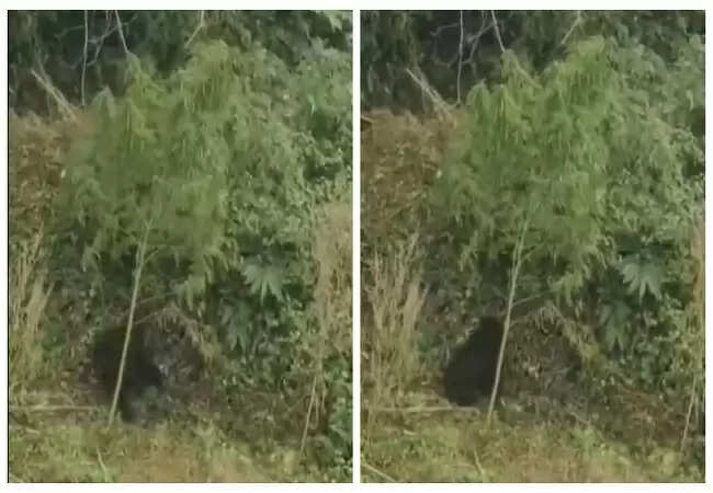 उत्तराखंड में भालू का नशे में धुत होकर जंगल में घूमना हुआ वायरल