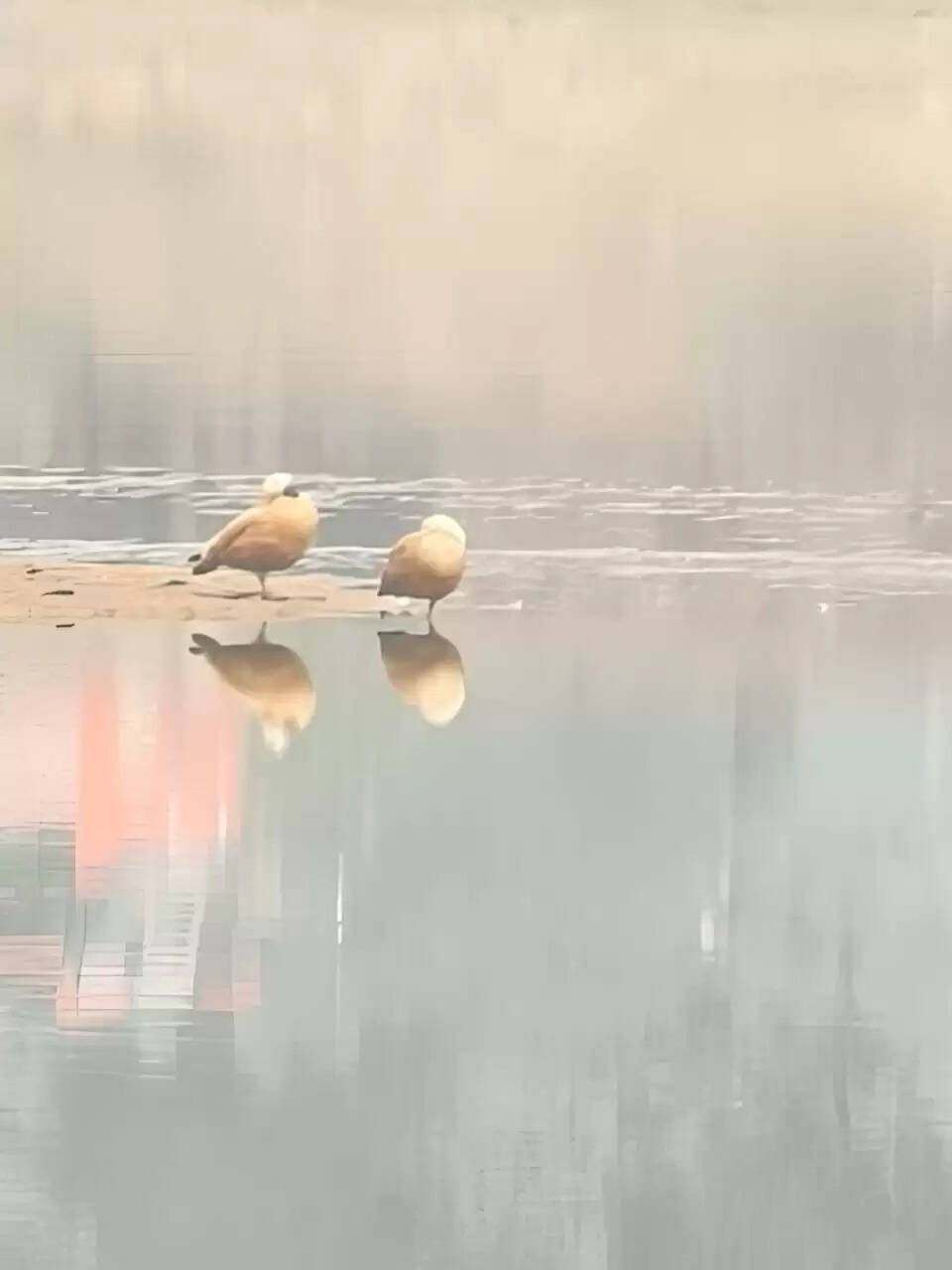 बलरामपुर : कन्हर के शांत जल में लौटी विदेशी मेहमानों की चहलकदमी, शहर को मिली सर्दियों की सौगात