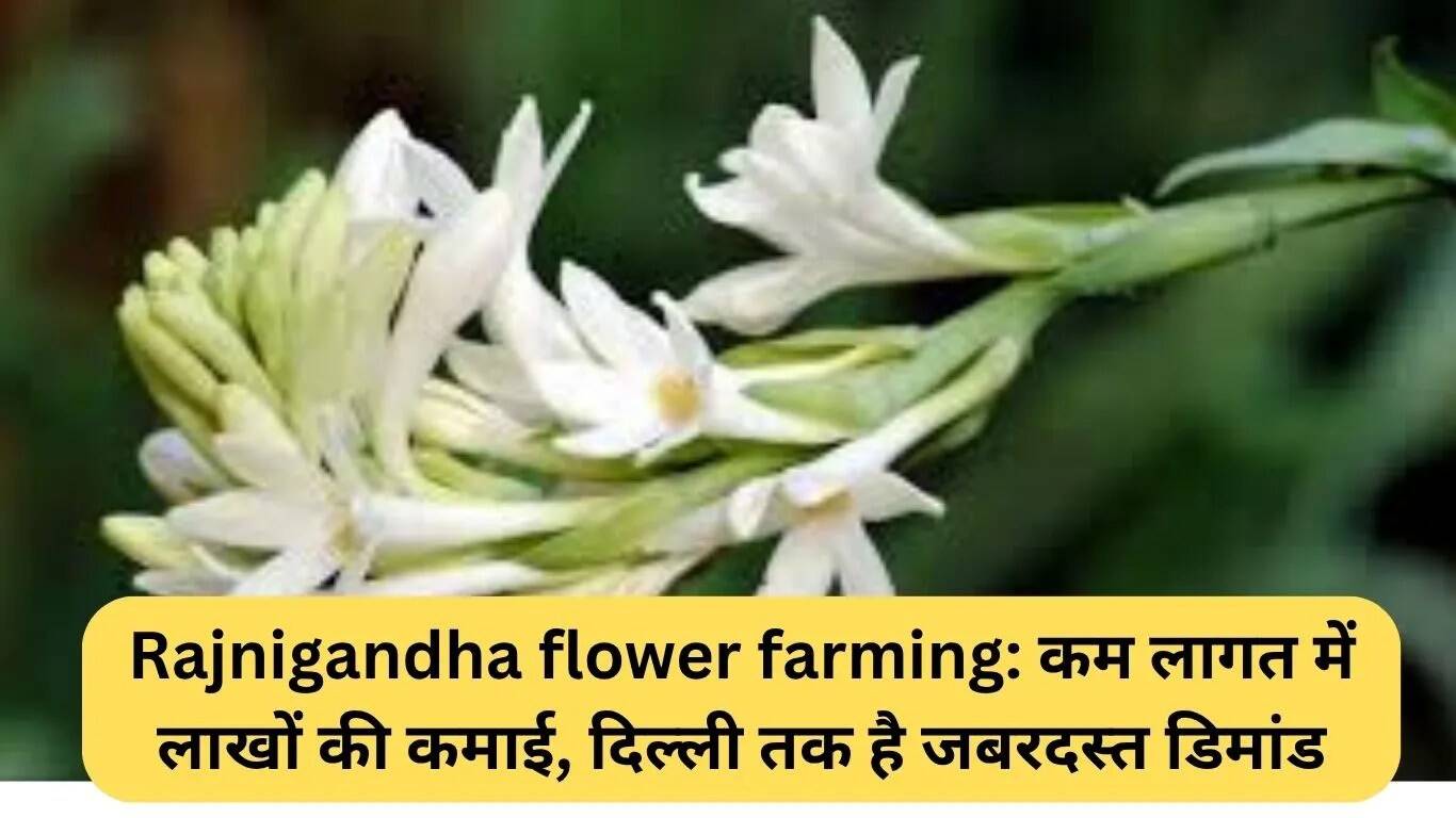 रजनीगंधा फूल की खेती: कम लागत में लाखों की कमाई का सुनहरा अवसर