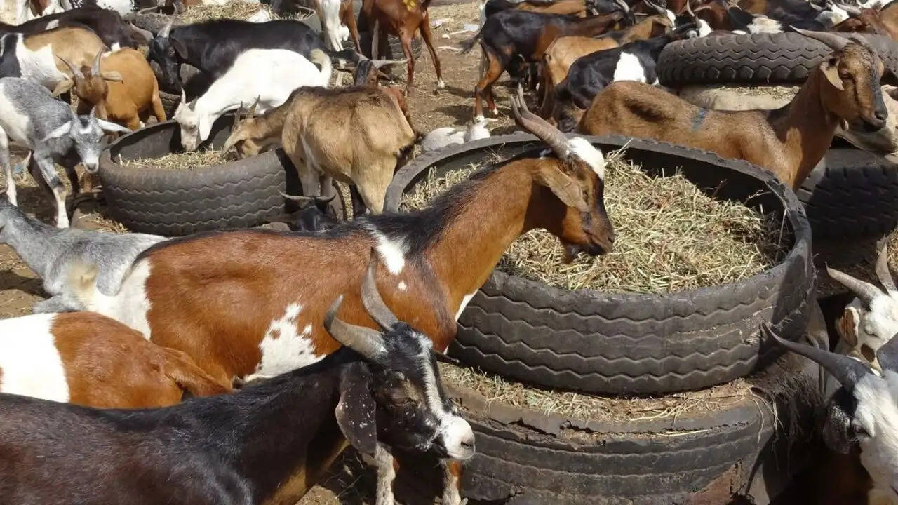 बकरीद पर पटना के बकरा बाजारों में बढ़ी हलचल, बकरों की कीमतें आसमान छू रही हैं