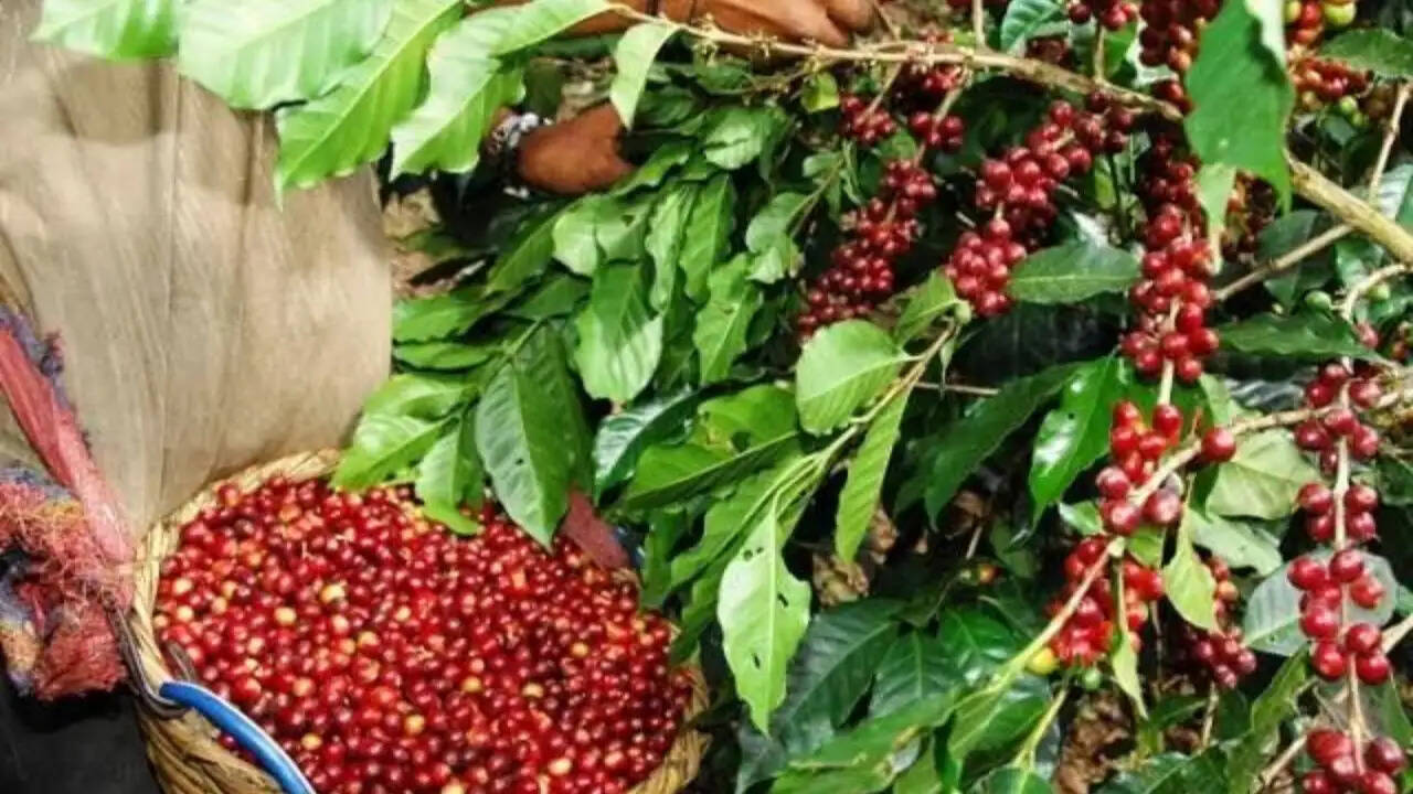 भारतीय कॉफी निर्यात पर संकट: अमेरिका-ईरान तनाव का प्रभाव