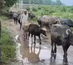 हरियाणा में बाढ़ की स्थिति: घग्घर और मारकंडा नदी का जलस्तर खतरनाक स्तर से ऊपर