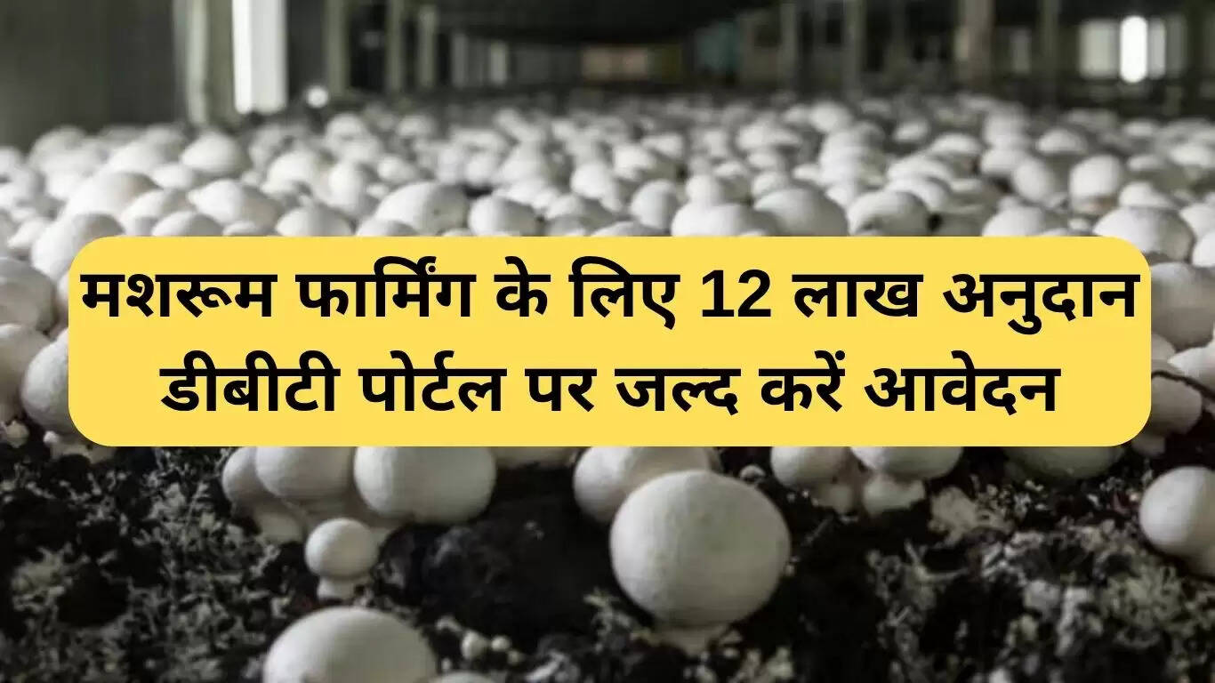बिहार में मशरूम खेती के लिए 12 लाख रुपये का अनुदान, जल्दी करें आवेदन
