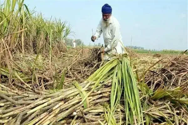 पंजाब सरकार ने गन्ना किसानों को 100% भुगतान की दी राहत