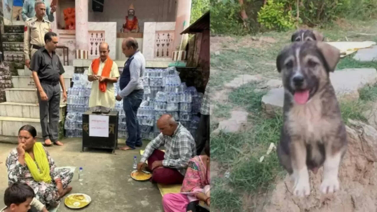 हिमाचल प्रदेश में मानसून से आई आपदा: कुत्ते ने बचाई 67 लोगों की जान