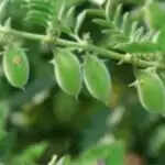 चना की बुवाई के लिए महत्वपूर्ण सुझाव और सावधानियाँ