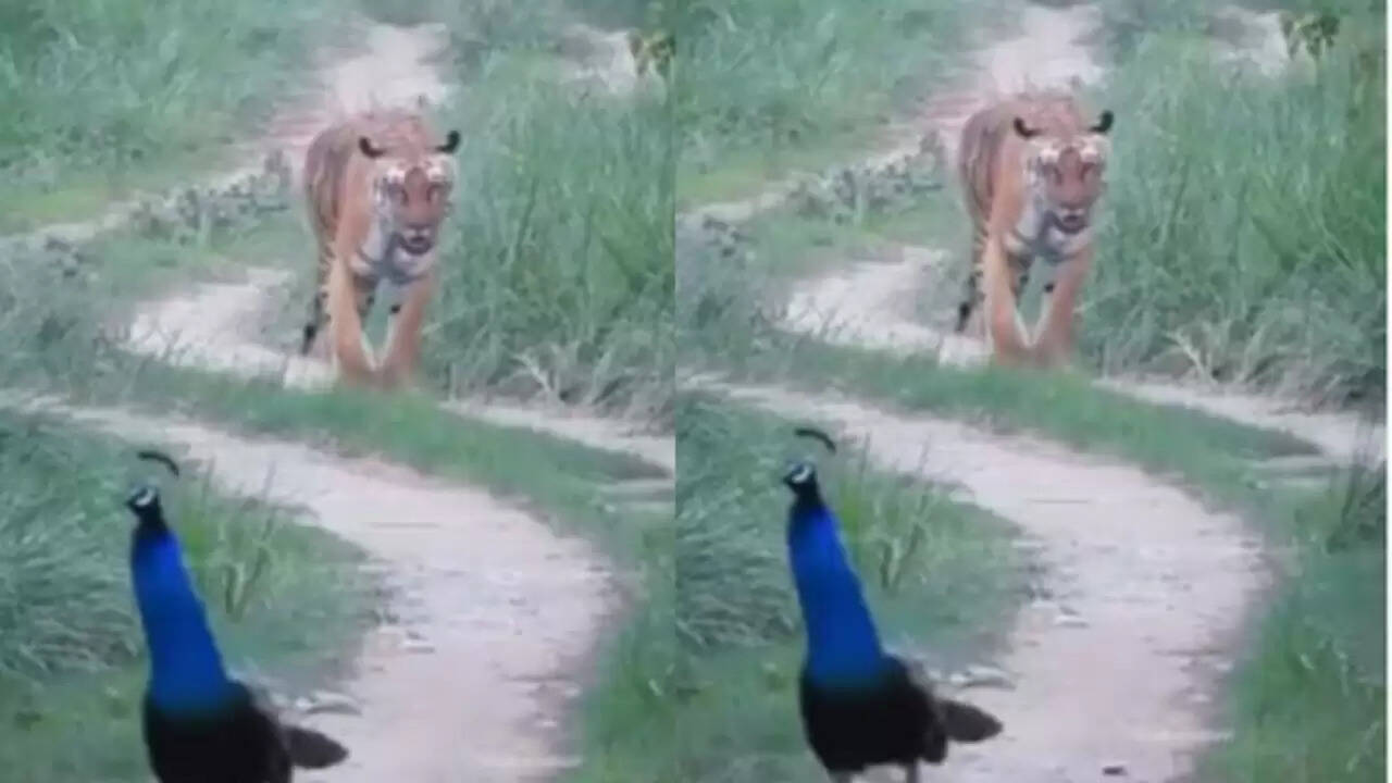 Jim Corbett National Park में बाघ और मोर का दुर्लभ नजारा: स्वतंत्रता दिवस पर मिला अद्भुत अनुभव
