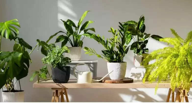 वास्तु के अनुसार घर के मुख्य द्वार पर लगाने के लिए शुभ पौधे