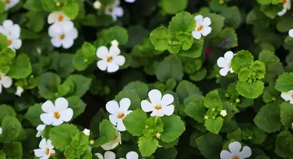 ब्राह्मी जड़ी बूटी: स्वास्थ्य के लिए अद्भुत लाभ