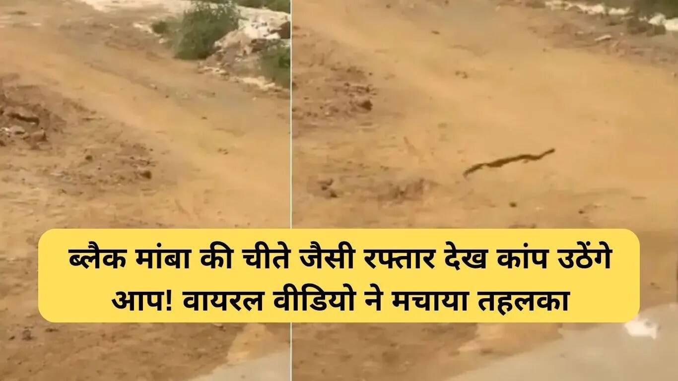 ब्लैक मांबा: दुनिया का सबसे तेज़ सांप वायरल वीडियो में