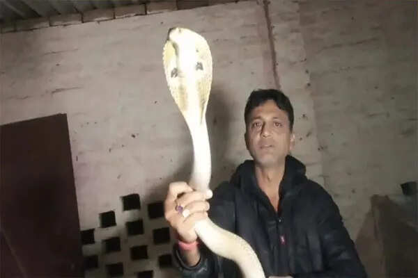 हाजीपुर में सांप पकड़ने वाले की करतब के दौरान मौत, वायरल हुआ वीडियो