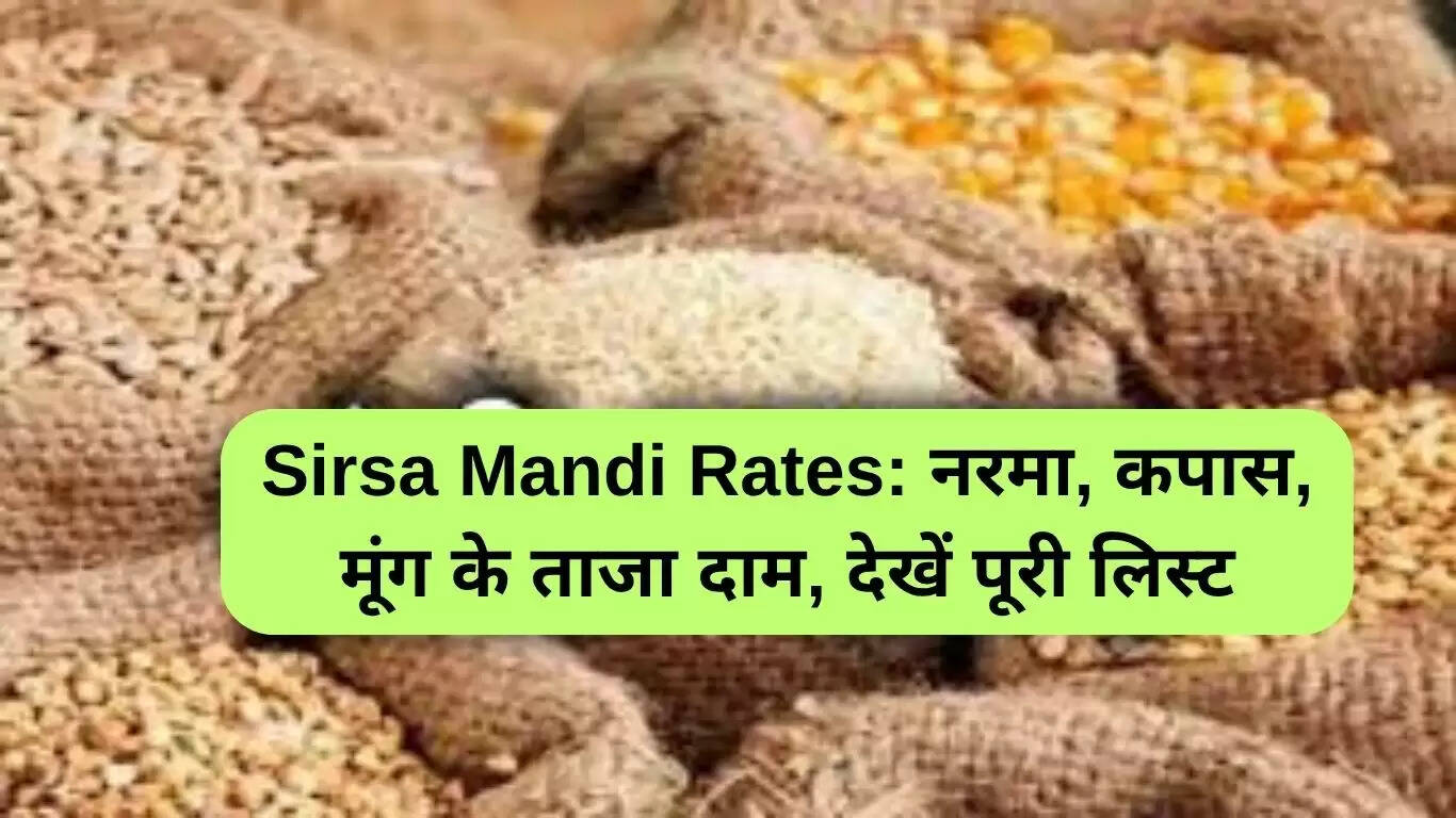 सिरसा मंडी में फसलों के ताजा भाव: जानें नरमा, कपास और अन्य फसलों के दाम