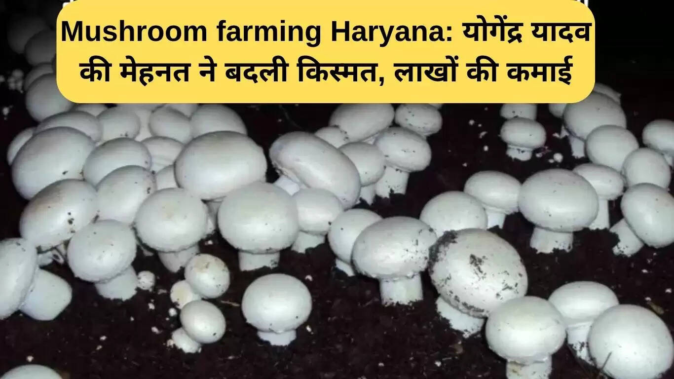 योगेंद्र यादव की मशरूम खेती: मेहनत से बदली किस्मत
