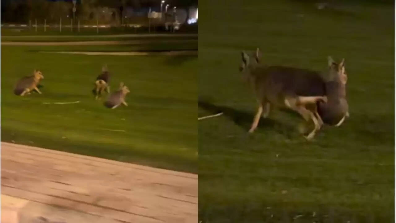 दुबई के रेगिस्तान में मिले रहस्यमय जानवर: पैटागोनियन मारा की कहानी