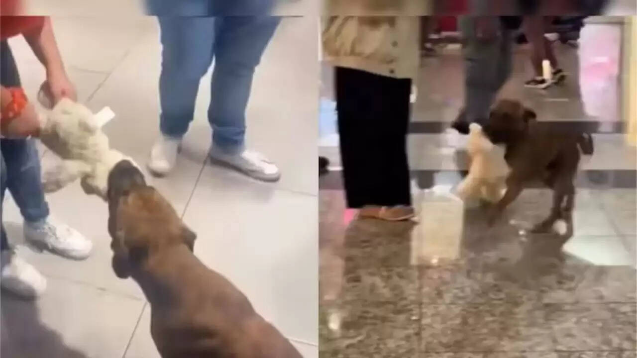 मॉल में आवारा कुत्ते की खिलौने के प्रति मासूमियत ने जीते दिल