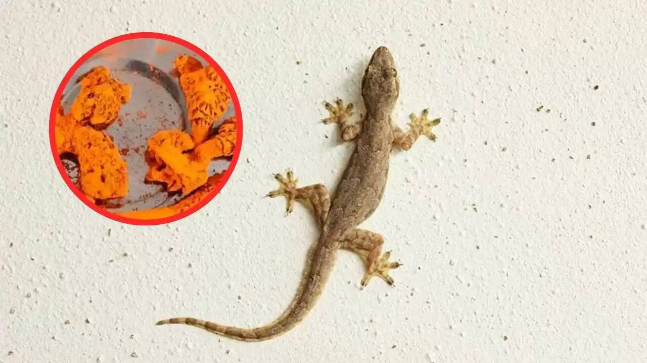हरियाणा में छिपकली के प्राइवेट पार्ट्स की तस्करी का मामला