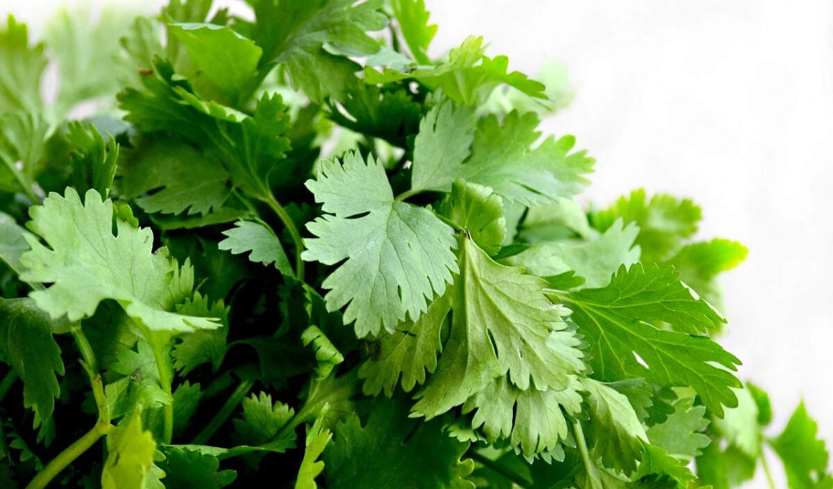 हरे धनिये को लंबे समय तक ताजा रखने के उपाय