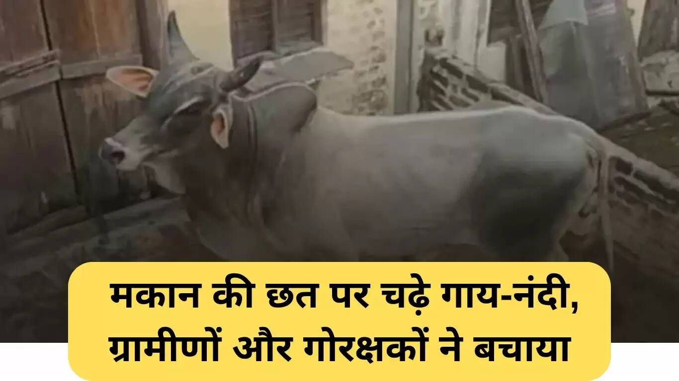 रोहतक में गाय और नंदी का अद्भुत रेस्क्यू