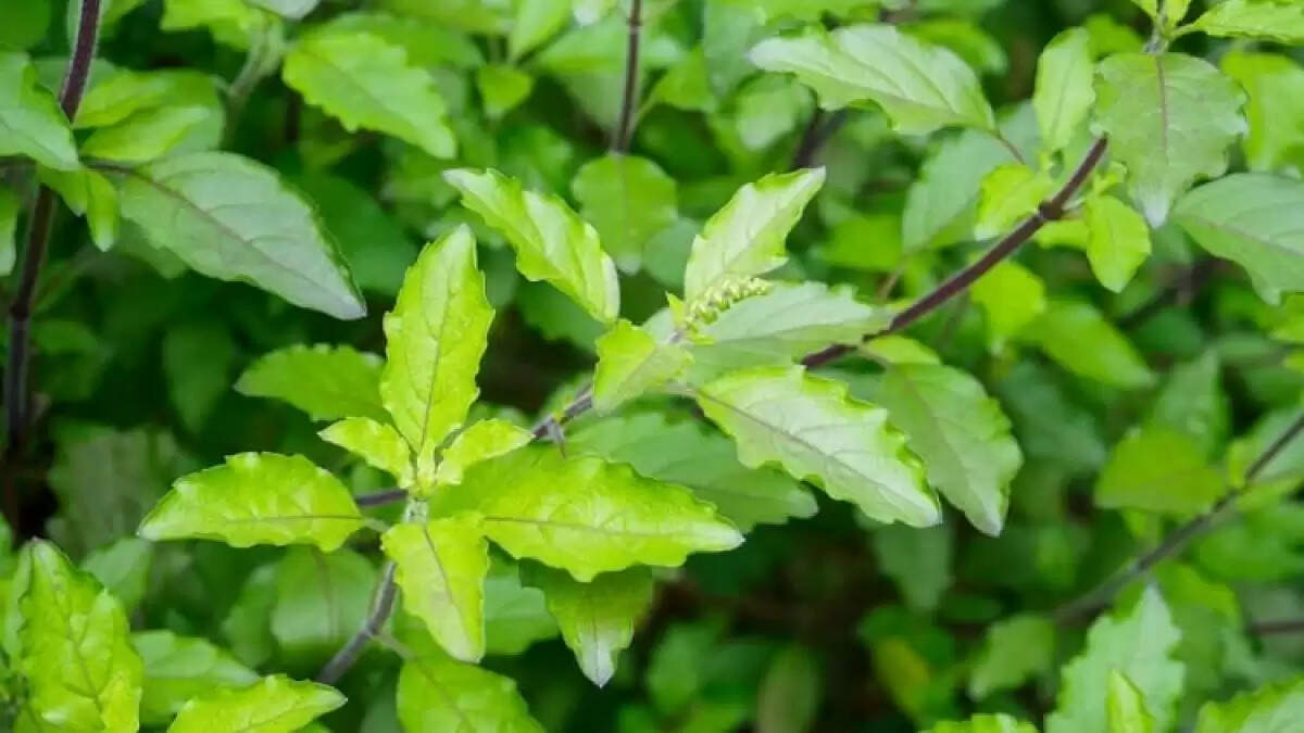 त्वचा की देखभाल के लिए प्राकृतिक क्लींजर बनाने की विधि